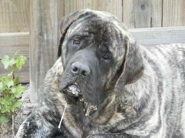 "A roaming dog relieved itself at his feet." originally from http://hollywoodbollywood.co.in/hoadmin/slobber-dog