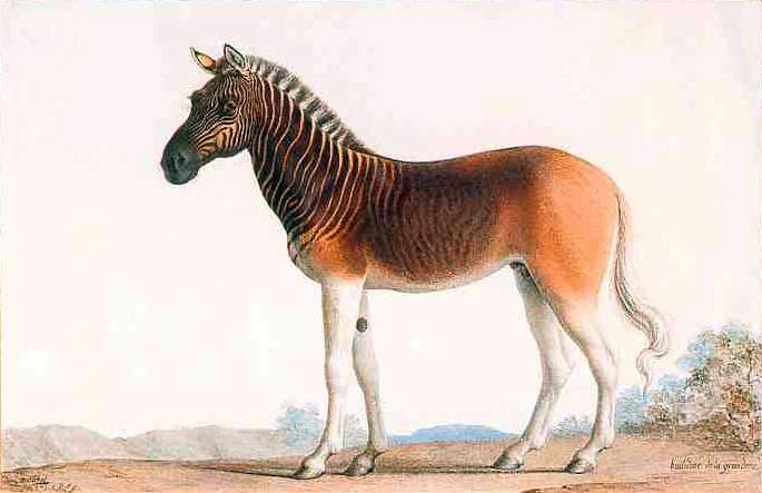 The Quagga is an extinct subspecies of the zebra that lived in South Africa until the 19th century.