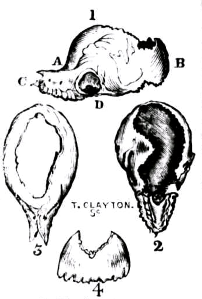 Hovell's Bunyip Skull : Illustrations of an alleged bunyip skull, drawn from the Sydney Morning Herald by way of Trove.