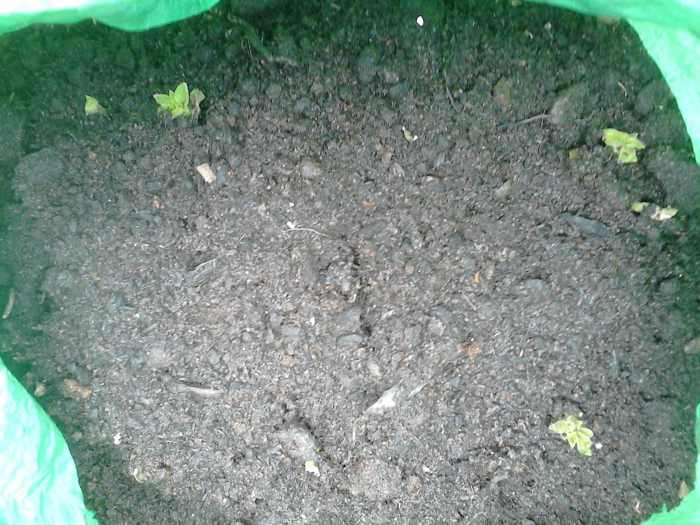 Once you have placed 2 to 3 of your seed potatoes into the potato bag, cover them with a layer of compost and give the good watering.