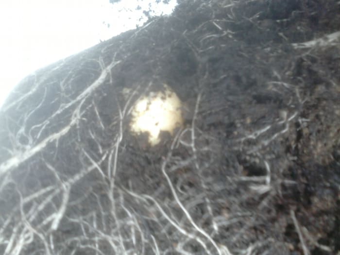 You will have to empty the clay out of the grow bag onto a bin liner to remove the potatoes from the clay. You will see lots of roots running throught the compost.