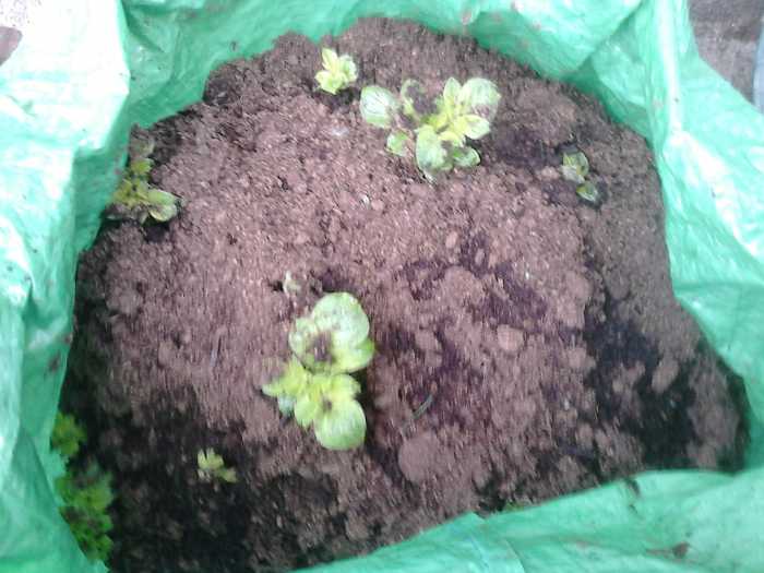 At the beginning of the third week if the weather is seasonally hot, you will see the sprouts starting to emerge more.