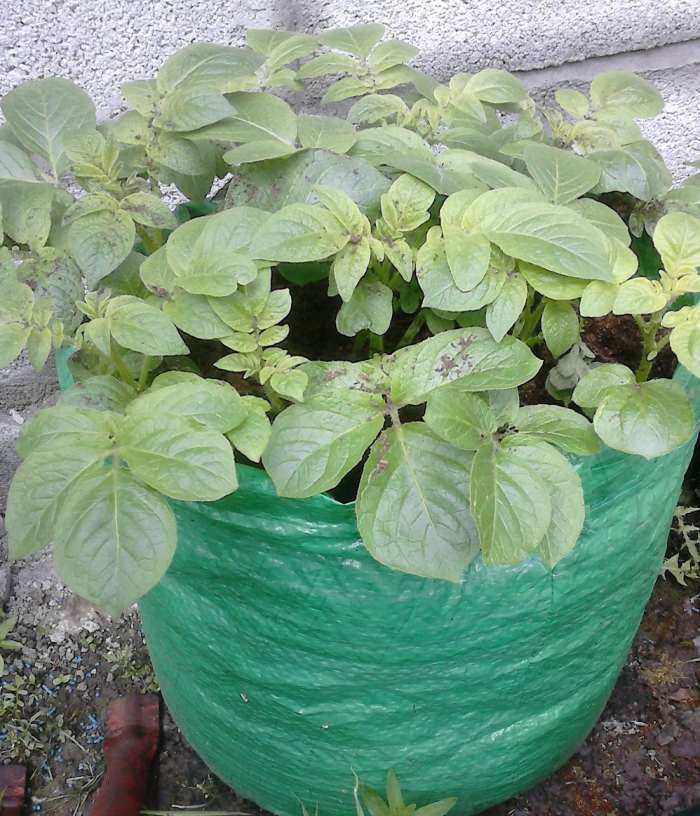 You can buy seed potatoes in any good hardware store or market. There are different types of varieties out there so choose one that meets your needs.