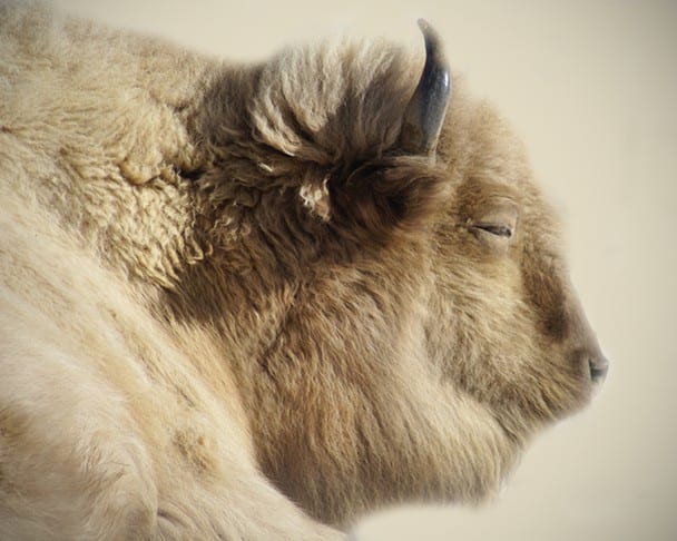 Photo by Evangeline Chavez White buffalo are American bison, that are considered to be sacred signs in several Native American religions, and thus have great spiritual importance in those cultures