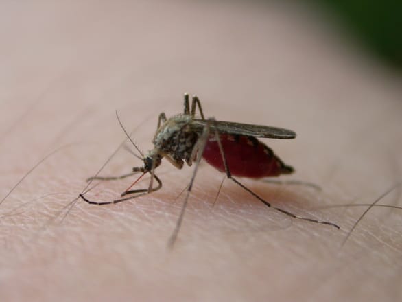 Zika Virus symptoms can often mimic the flu. The virus continues to slowly spread through the United States after working its way north from Brazil.