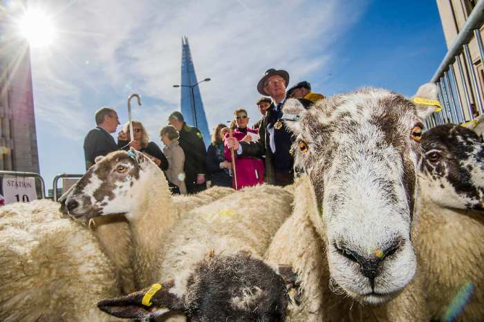 Freemen of the City of London exercise their right to drive sheep across London Bridge, 27th September, 2015 (last weekend in September)