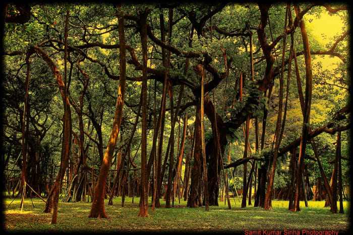The Great Banyan Tree in Acharya Jagadish Chandra Bose Indian Botanical Garden of Howrah Kolkata