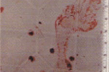 Some of Darlie's bloody footprints on the kitchen floor near the sink. Luminol application indicated at least two of her footprints had been wiped up. Why would she do that?