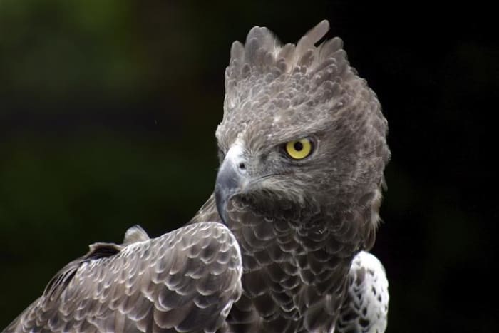 10 Largest Raptor Birds - HubPages