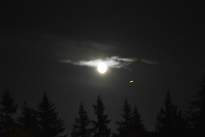 This is a great shot of a TR-3B and the Moon near Ileana the Star Traveler's house in British Columbia