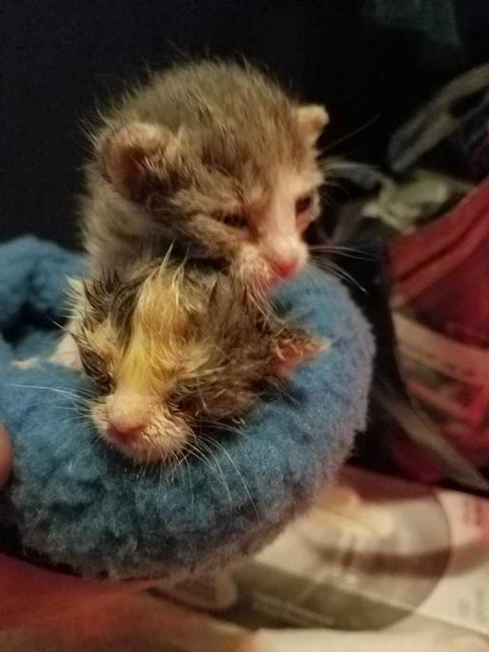 I took this picture of the kittens on their second week of life. They were born, and then their mother immediately died and they were left helpless and orphaned.