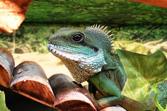 Don't forget about exotic pets like iguanas, bearded dragons, and other scaly (or feathery!) friends.