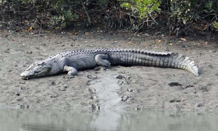 A saltwater crocodile. Note the relatively broad and powerful-looking snout.