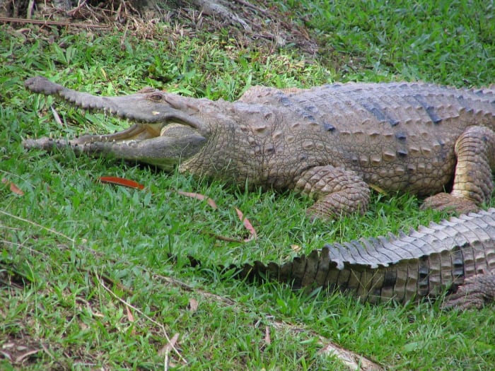 A freshwater crocodile at Australia Zoo. Note the long thin snout, straight jawline, and even teeth.