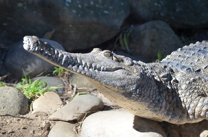 Freshwater crocodile. Note the long thin snout, the relatively straight jawline and even teeth.
