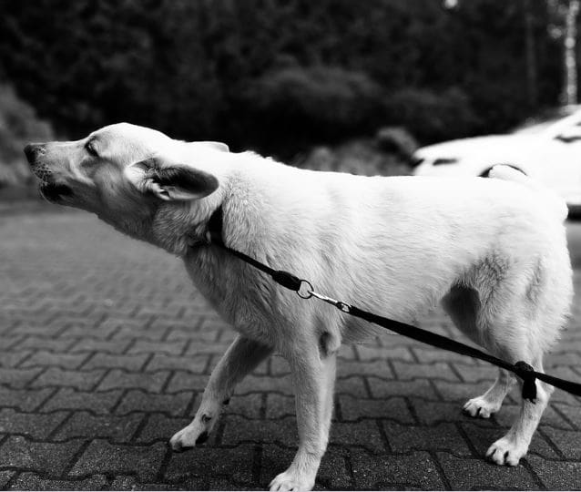 why-is-my-puppy-barking-at-other-dogs-and-people-on-walks