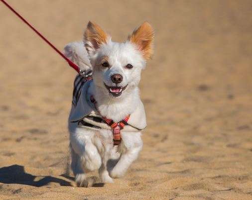 why-is-my-puppy-barking-at-other-dogs-and-people-on-walks