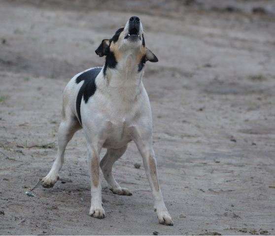 why-is-my-puppy-barking-at-other-dogs-and-people-on-walks