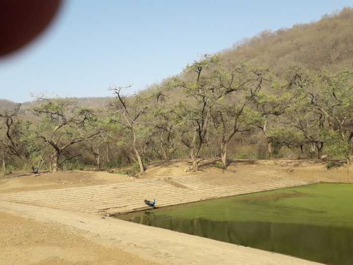 Water bodies at the Sariska National Park is well maintained and is used by the animals and birds to drink water or cool themselves