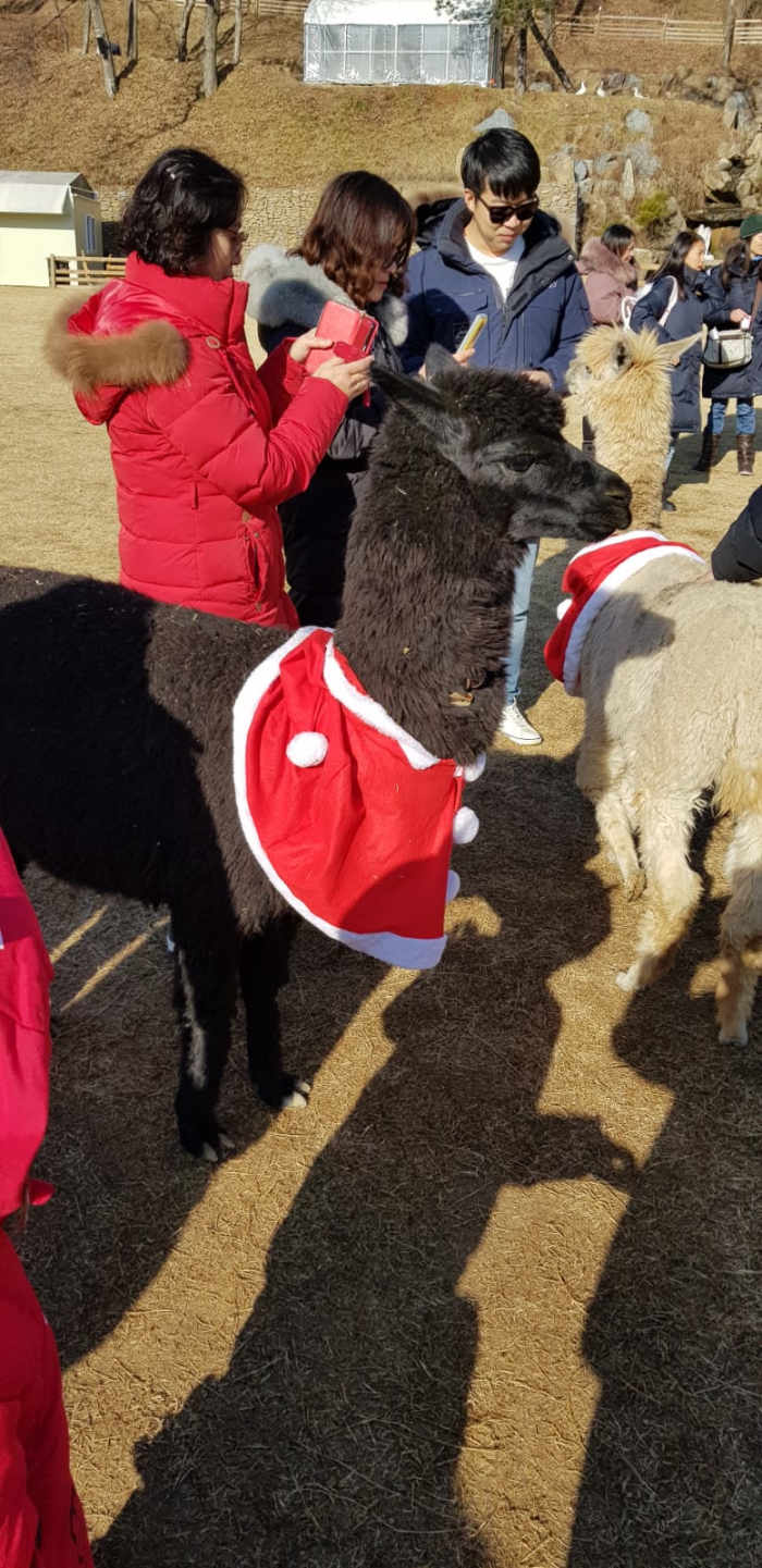There is an afternoon animal show with the dogs at this space but we didn't walk back down to watch as the children preferred to spend more time with the alpacas further up.
