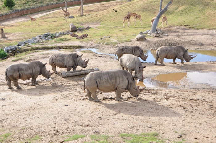 ...while in fact, they spend most of their time in large habitats like these, and the small enclosures are just night quarters for care and safety, just like a dog crate, a horse stall, or a child's bedroom.