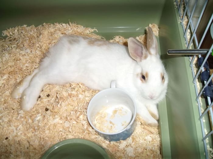 If you own pets like this rabbit, you have no ground whatsoever on which to criticize modern zoos.