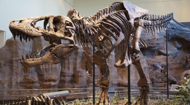 Why Dinosaurs Have Holes in Their Skull - HubPages