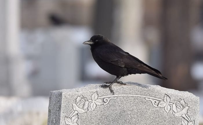 No doubt crows are hitched to humanity, from the cradle to the grave