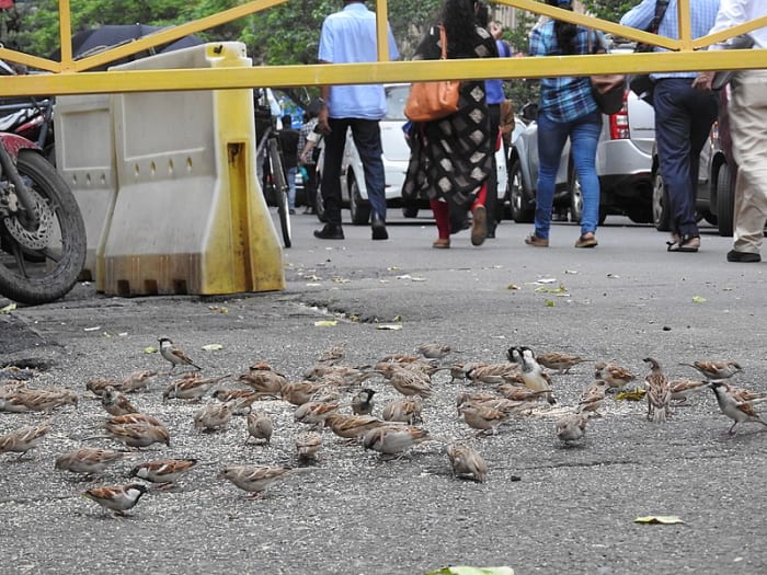 The sun never sets on the former British Empire, and from England to India and all points in between, the habitat of the House Sparrow is humanity.