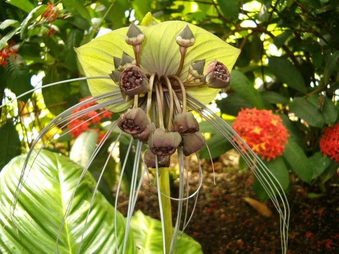 This one, is one of the most strange looking tropical flowers I have ever seen.