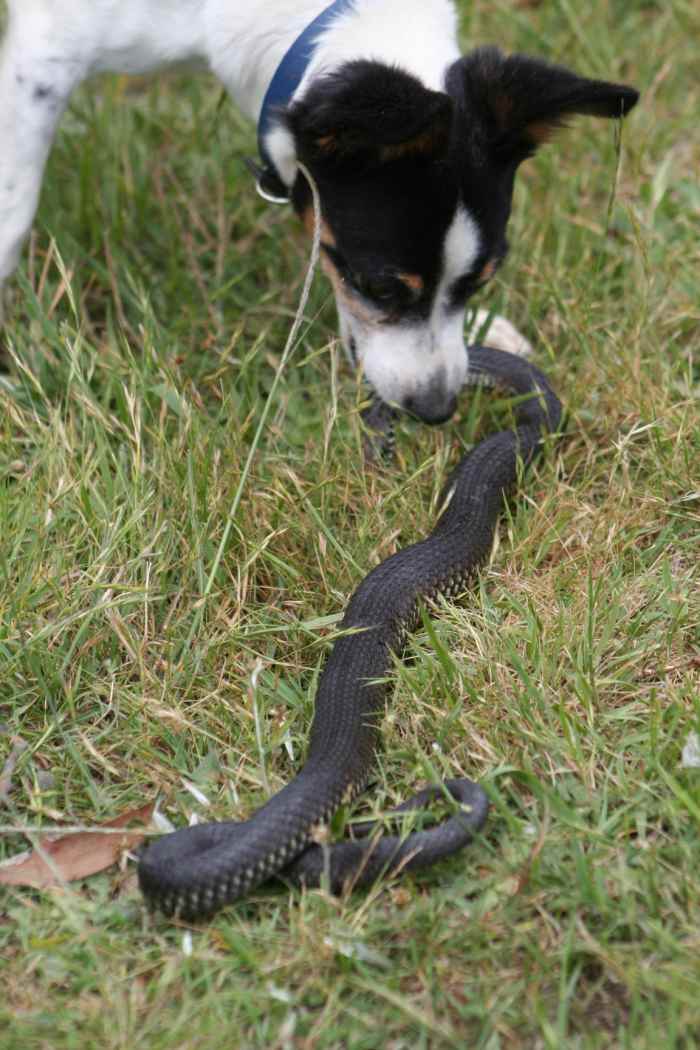 The venemous snake my dog killed today. He is biting behind the head of the snake.
