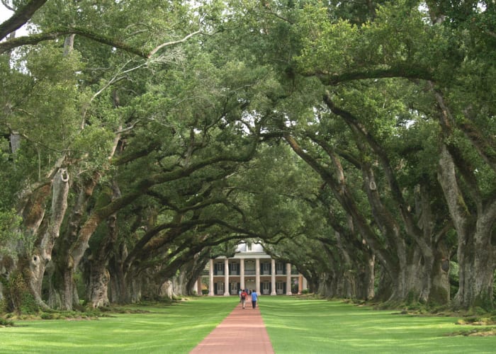 Canopy of Southern Live Oaks at Oak Alley Plantation in Vacherie, Louisiana – Listed in the National Registry of U.S. Historic Places