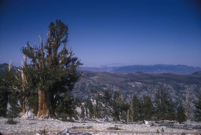 The Patriarch Grove of Bristlecone Pine Trees in Inyo National Forest