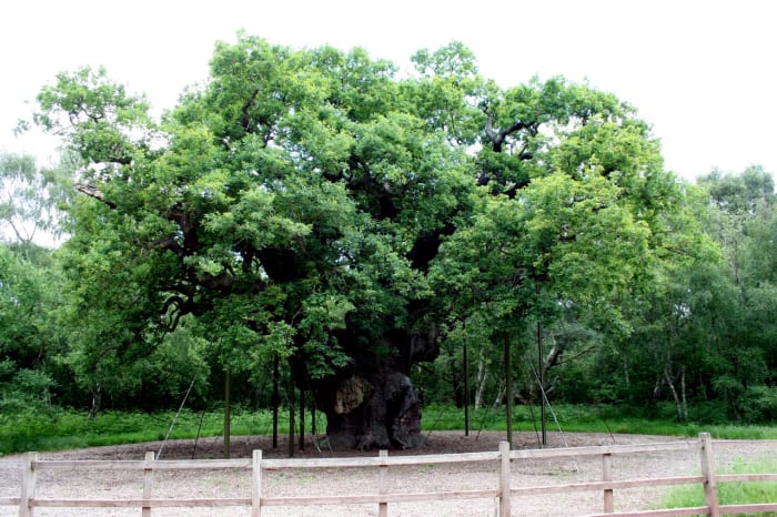 Robin Hood's Famous 'Major Oak Tree' in Nottinghamshire, England