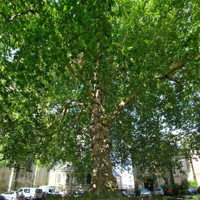 The 'Tree of Freedom' Plane Tree, planted in Normandy, France, in 1797