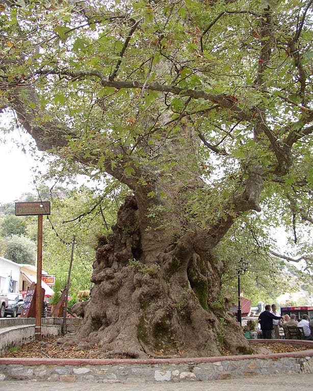 Famous Olive Tree of Vouves – 3,000 Year Old Olive Tree on the Island of Crete