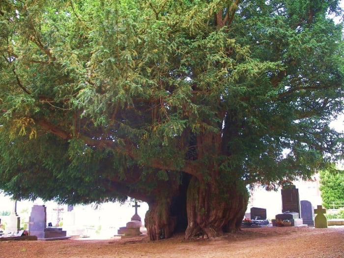 Photo of 1,600 Year Old Yew Tree in Cemetery in Normandy, France