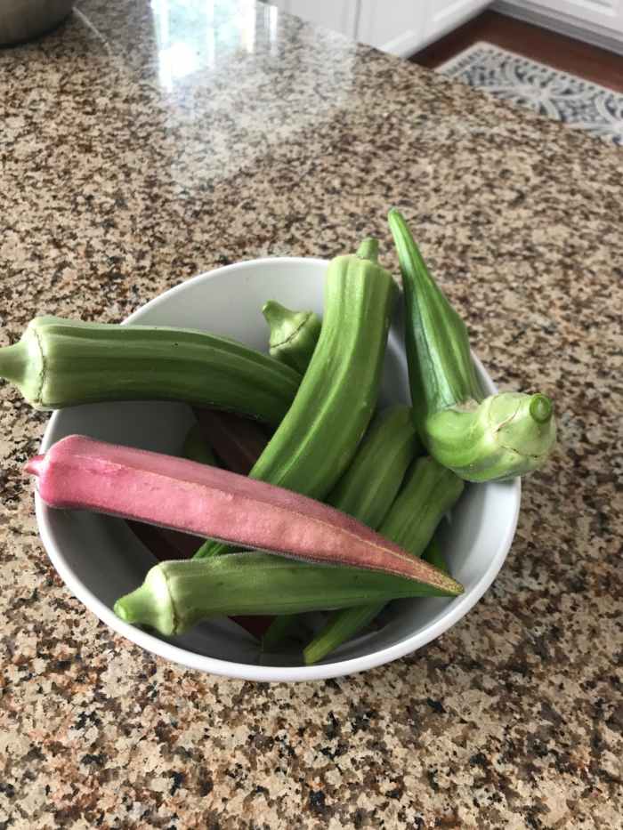 Pick okra when it's about the size of a finger. Okra grows quickly and is generally more tender when picked young. These okra are a bit over-sized.