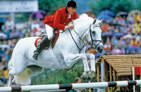 This is Milton, a famous show jumper I was obsessed with as a kid! Funny thing is, I don't care for grays now. I guess I just loved him because he had the same name as my Grandfather!