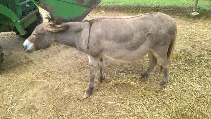 This is Julie, she is a old lady now, but served as our "horse" for a long time until we got real horses at the farm.