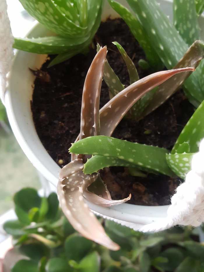 How I Turned My Brown Aloe Vera Bright Green, in 48 Hours HubPages
