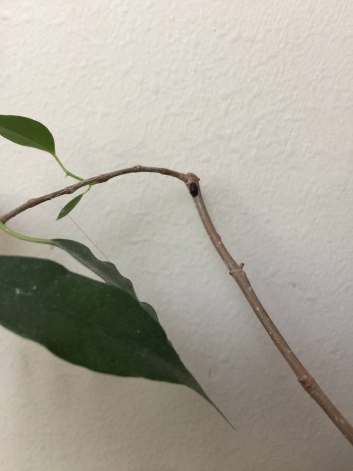 Close up of a large Hard Scale pest attached to the stem of a Ficus Benjamin. See the Dark oval shaped dot at the tip of the stem, in the center of image.