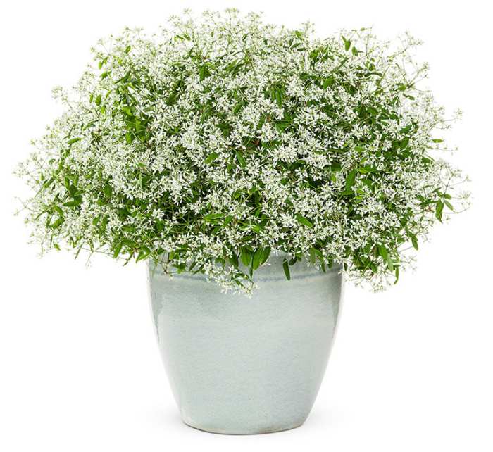 White and airy Diamond Delight™ Euphorbia is a cloud full of hundreds of tiny nonstop miniature flowers.
