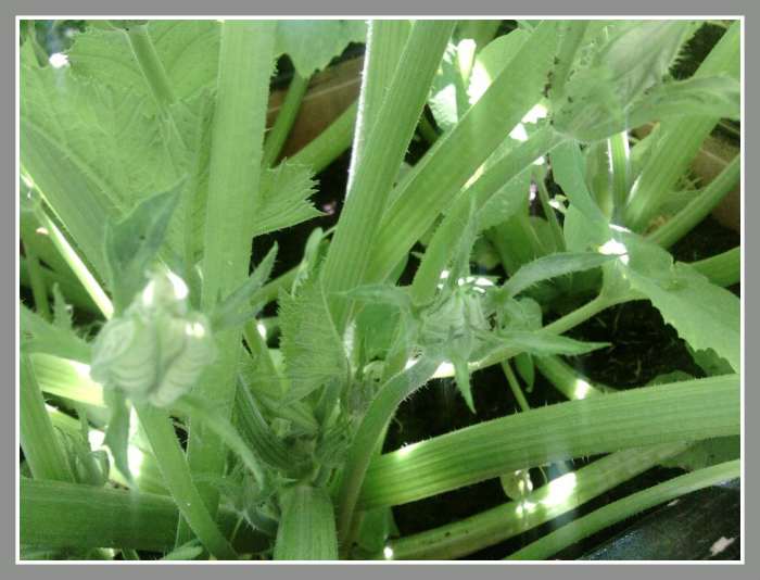 Once the buds begin to appear within a few weeks a flower will emerge from the bud. This is where the zucchini will grow out from.