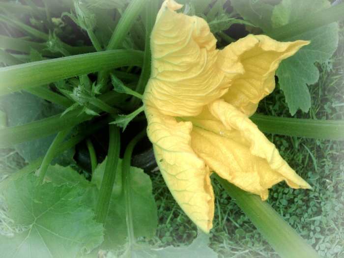 After a number of weeks the bud will begin to open up and a large yellow flower will emerge from the bud.
