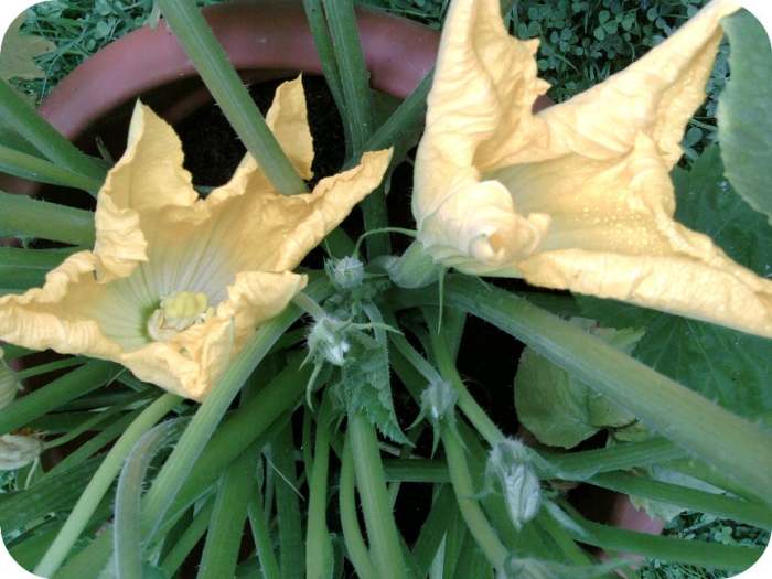 Once the flower has opened up, it is only a matter of time till you start seeing a small green zucchini grow from under it.
