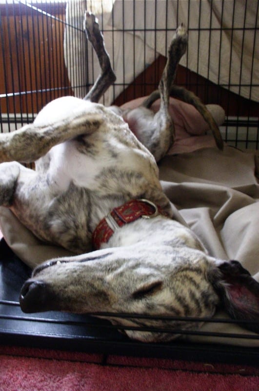 The typical up-side-down pose of the relaxed greyhound is known in dog circles as "cockroaching" in reference to the long legs in the air, often held stiffly - too funny!