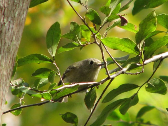 Kinglets are fun to watch as they flit among the foliage searching for tiny insects.