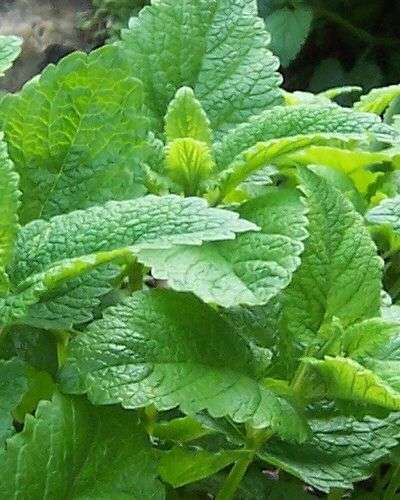 Lemon balm is a delightful garden herb that smells like lemon and looks like peppermint.