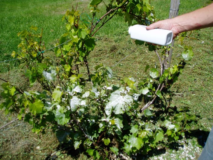 One method of getting rid of Japanese Beetles is to sprinkle baby powder on the grape leaves. Photo by Charlotte Gerber.